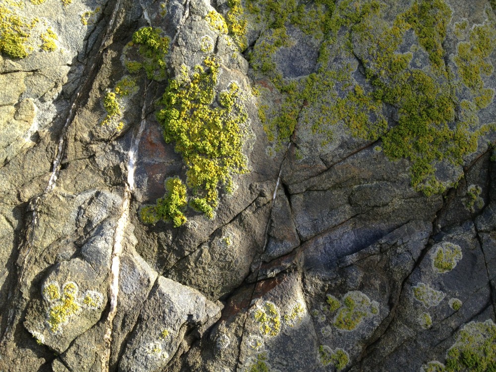 Lichen on the rocks