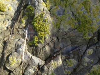 Lichen on the rocks