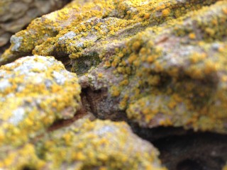 More lichen