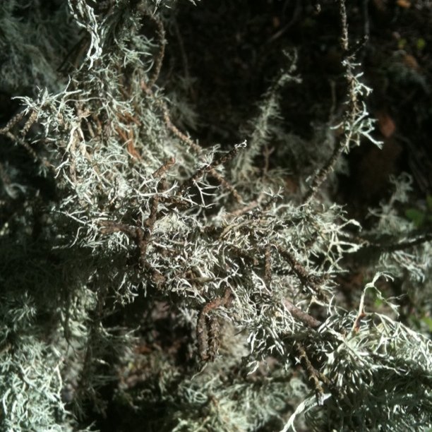 Beautiful lichen