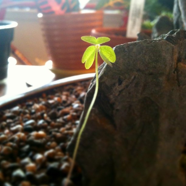 Beautiful sprout in the bonsai