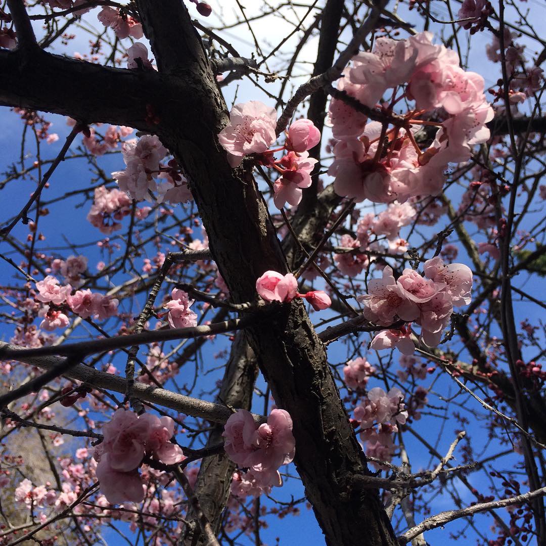Happy springtime! Cherry or plum blossoms?