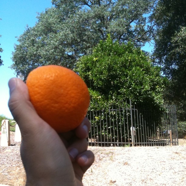 Orange from the Mother Orang Tree – oldest orange tree in California