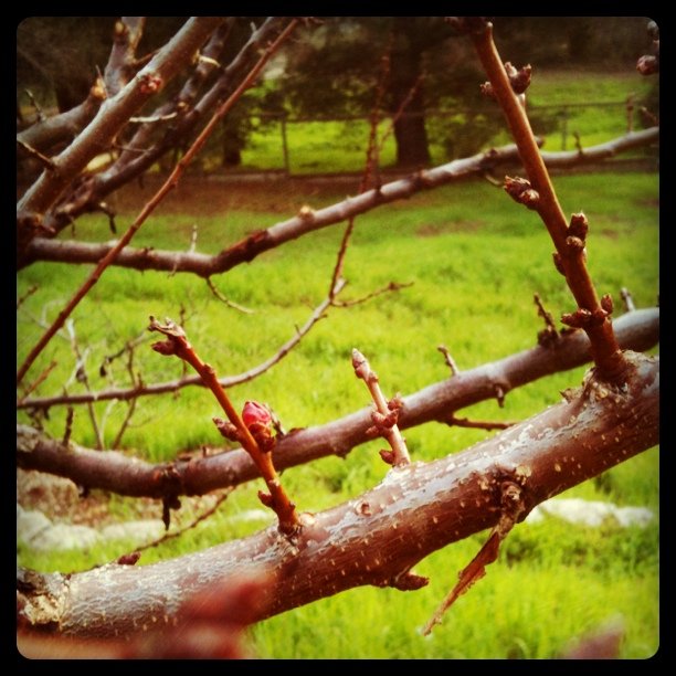 Pruning the fruit trees